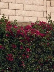 Sceloporus occidentalis