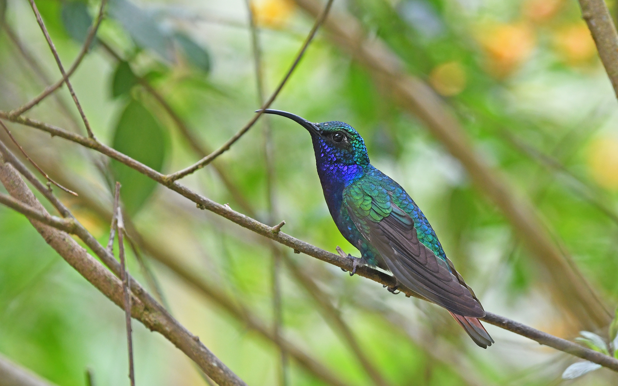 Lazuline Sabrewing (Campylopterus falcatus), photo 8