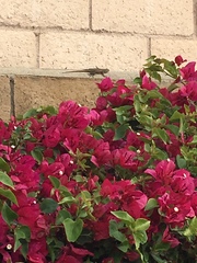 Sceloporus occidentalis