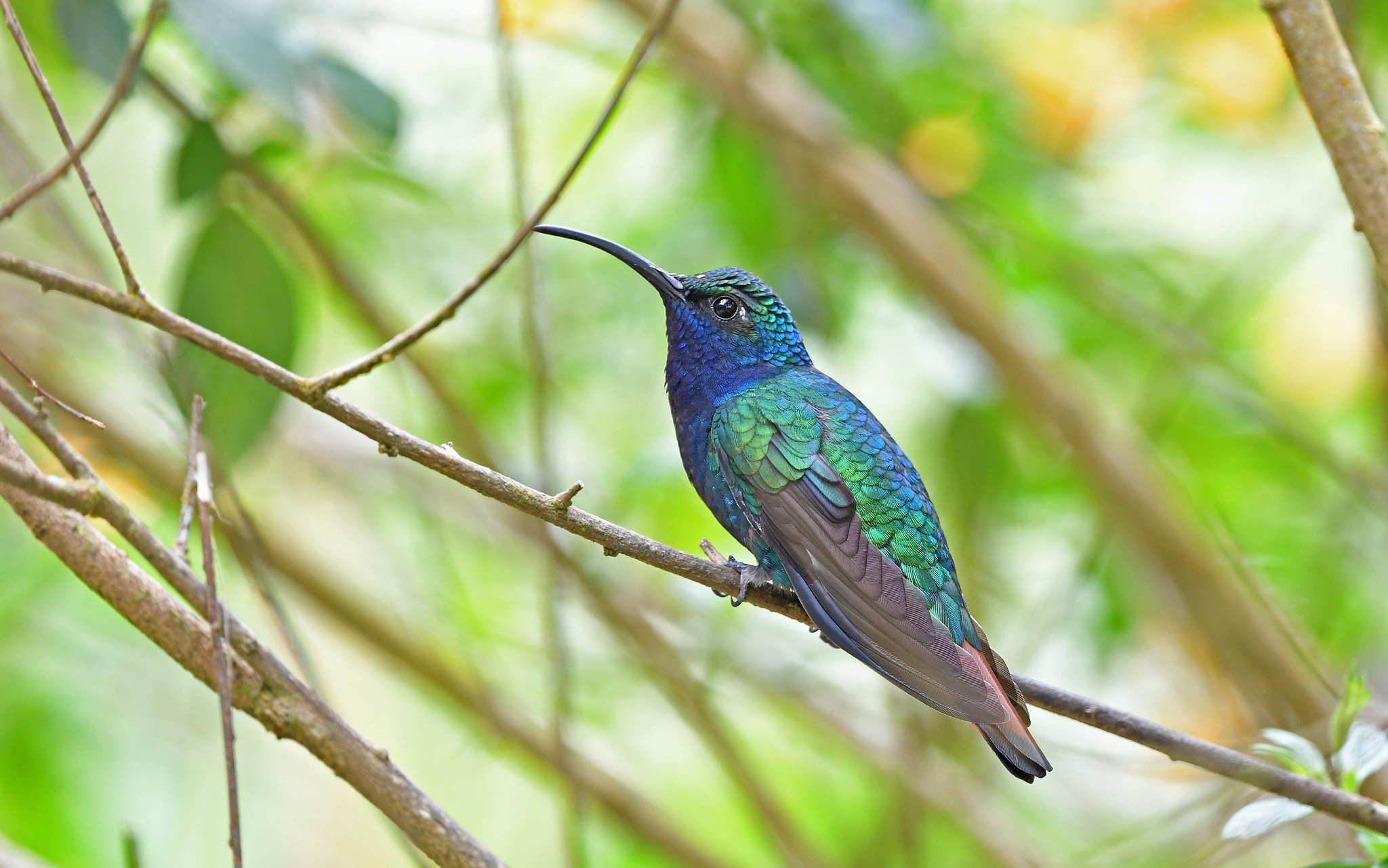 Lazuline Sabrewing (Campylopterus falcatus), photo 9