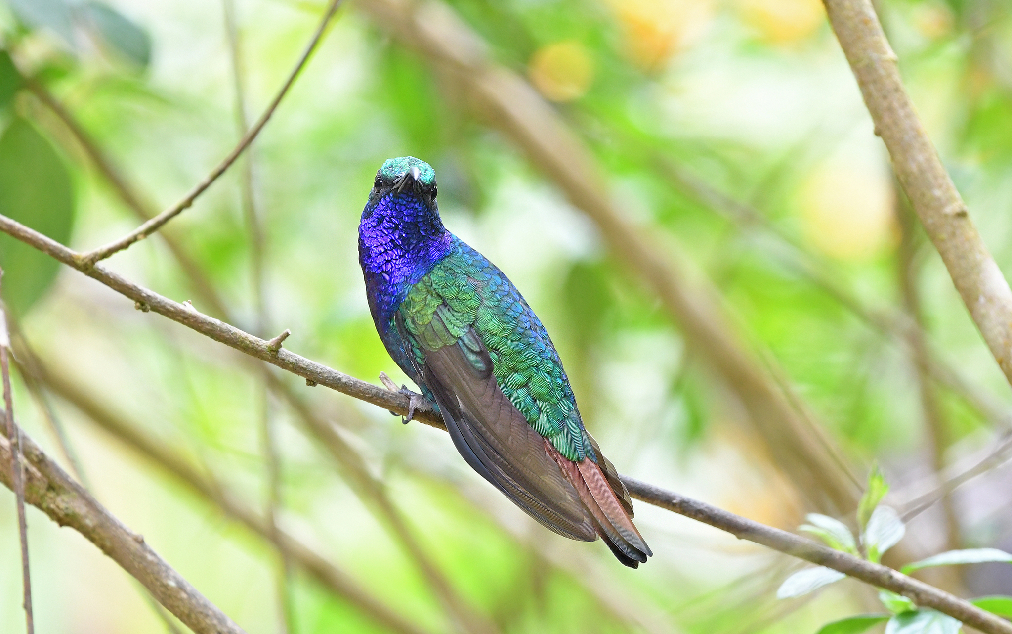 Lazuline Sabrewing (Campylopterus falcatus), photo 10