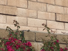 Sceloporus occidentalis