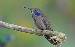 Brown Violetear photo 4