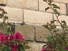 Sceloporus occidentalis