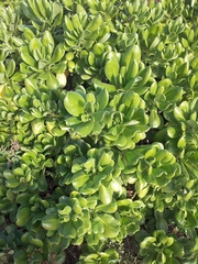 Scaevola taccada taccada