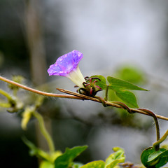 Ipomoea hederacea