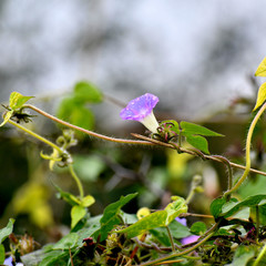Ipomoea hederacea