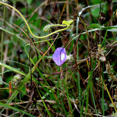 Ipomoea hederacea