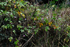Ipomoea hederacea