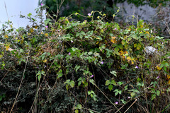Ipomoea hederacea
