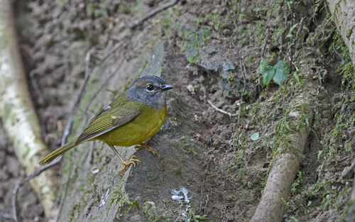 White-lored Warbler (Myiothlypis conspicillata), photo 9