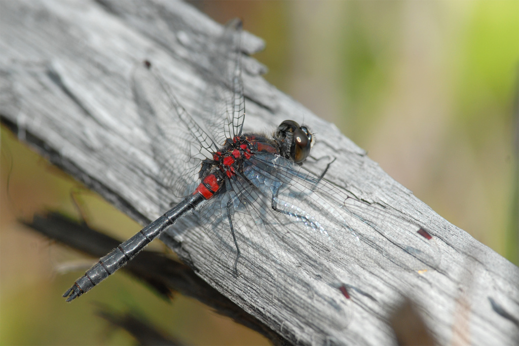 Crimson-ringed Whiteface