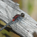 Crimson-ringed Whiteface - Photo (c) Cameron Eckert, some rights reserved (CC BY-NC), uploaded by Cameron Eckert