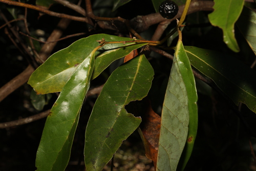 Image of Cryptocarya glaucescens by (c) Greg Tasney, some rights reserved (CC BY-SA)