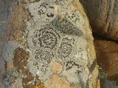 Rhizocarpon concentricum