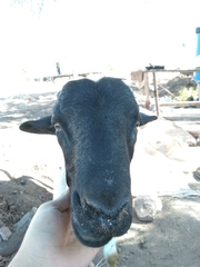 Ovis aries