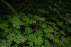 Hydrocotyle elongata