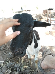 Ovis aries