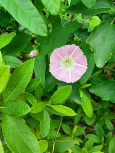 Calystegia pubescens f. albiflora iNat (3)