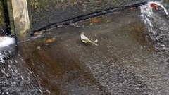 Motacilla cinerea