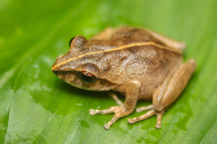 Horton Plains Shrub Frog photo 2