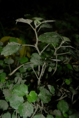 Australina pusilla pusilla