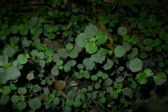 Australina pusilla pusilla