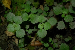 Australina pusilla pusilla