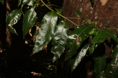 Image of Syzygium floribundum by (c) Greg Tasney, some rights reserved (CC BY-SA)