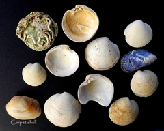 Dosinia exoleta