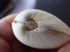 Dosinia exoleta