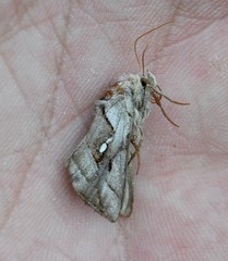 Macdunnoughia purissima