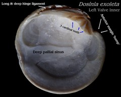 Dosinia exoleta