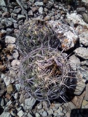 Coryphantha cornifera