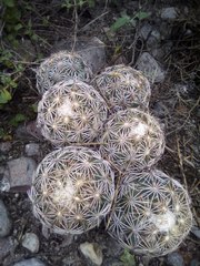 Coryphantha radians