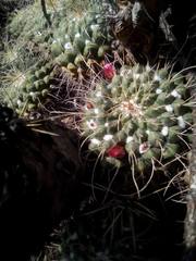 Mammillaria compressa