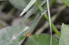 Agriocnemis femina