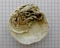 Dosinia exoleta