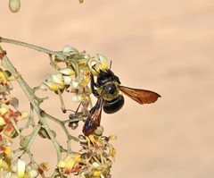 Xylocopa appendiculata circumvolans