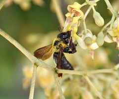 Xylocopa appendiculata circumvolans