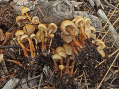 Hypholoma subericaeum image