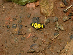 Cyllopodini