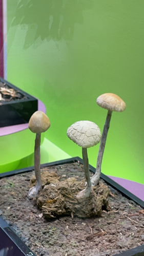 Panaeolus papilionaceus