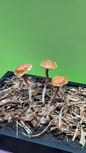 Psilocybe