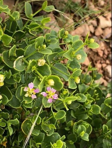 Zygophyllum luntii