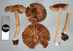 Inocybe bulbinella