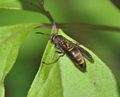 Polistes snelleni