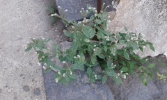 Heliotropium europaeum