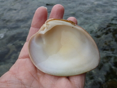 Megapitaria squalida