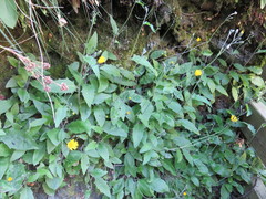 Hieracium lepidulum